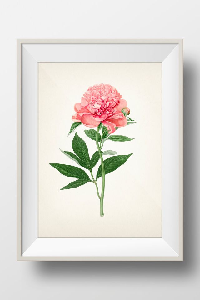 Peony Botanical #05 - RD-05 - Fine art print of a vintage natural history academia botanical illustration