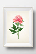 Peony Botanical #05 - RD-05 - Fine art print of a vintage natural history academia botanical illustration