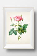 Rose Botanical #01 by Redoute - RD-01 - Fine art print of a vintage natural history academia botanical illustration