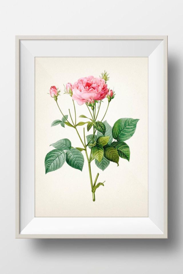 Rose Botanical #01 by Redoute - RD-01 - Fine art print of a vintage natural history academia botanical illustration