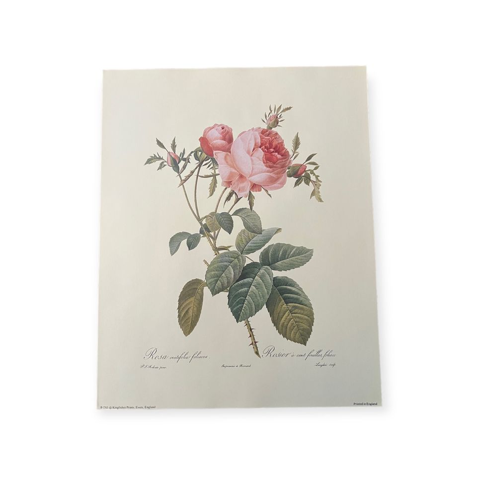 Rose Vintage Botanical Print. Rosa Centifolia Rosier. Artist Pierre Redoute.  Boho Flower. 10x8"
