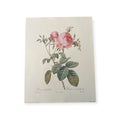 Rose Vintage Botanical Print. Rosa Centifolia Rosier. Artist Pierre Redoute.  Boho Flower. 10x8"