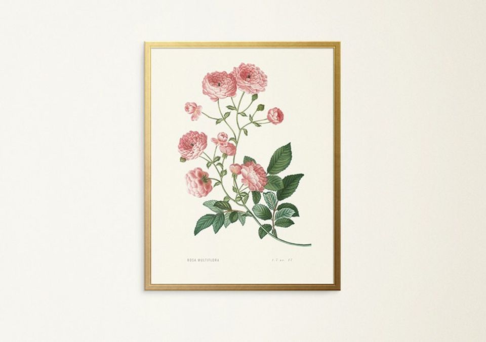 Vintage floral print, vintage wall art, botanical illustration, reproduction, rose horticulture art, antique art, kitchen art, old fashioned
