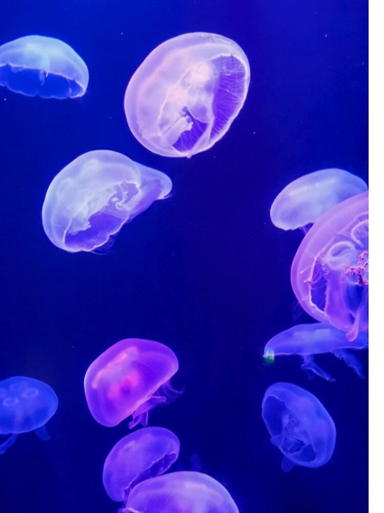 Purple glowing Jelly fish design by Pedro  Fart Faced McGee