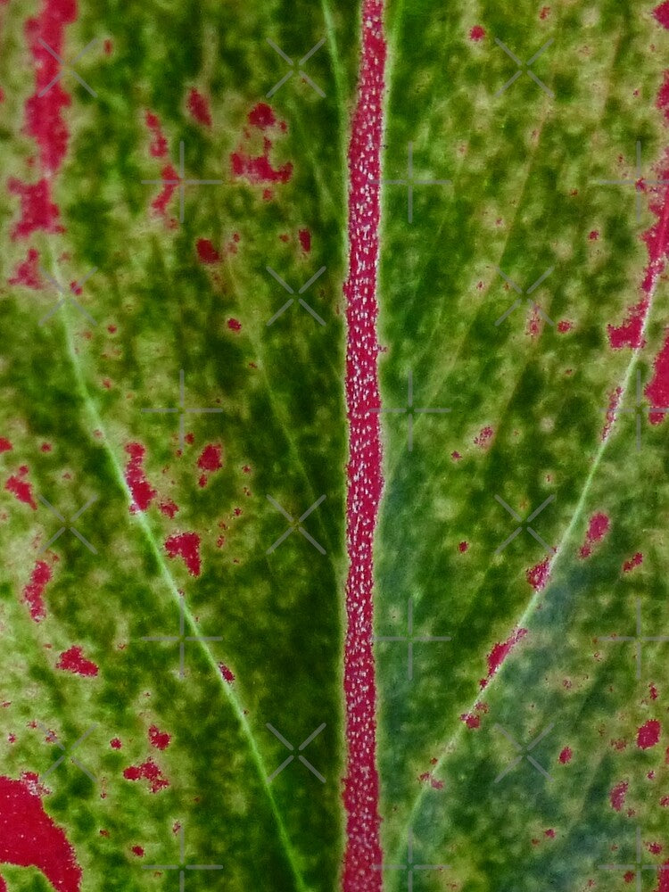 Aglaeonema Siam Aurora by TropicalFronds