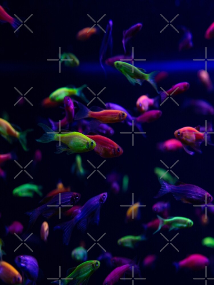 Neon glow fish color by Golden-place