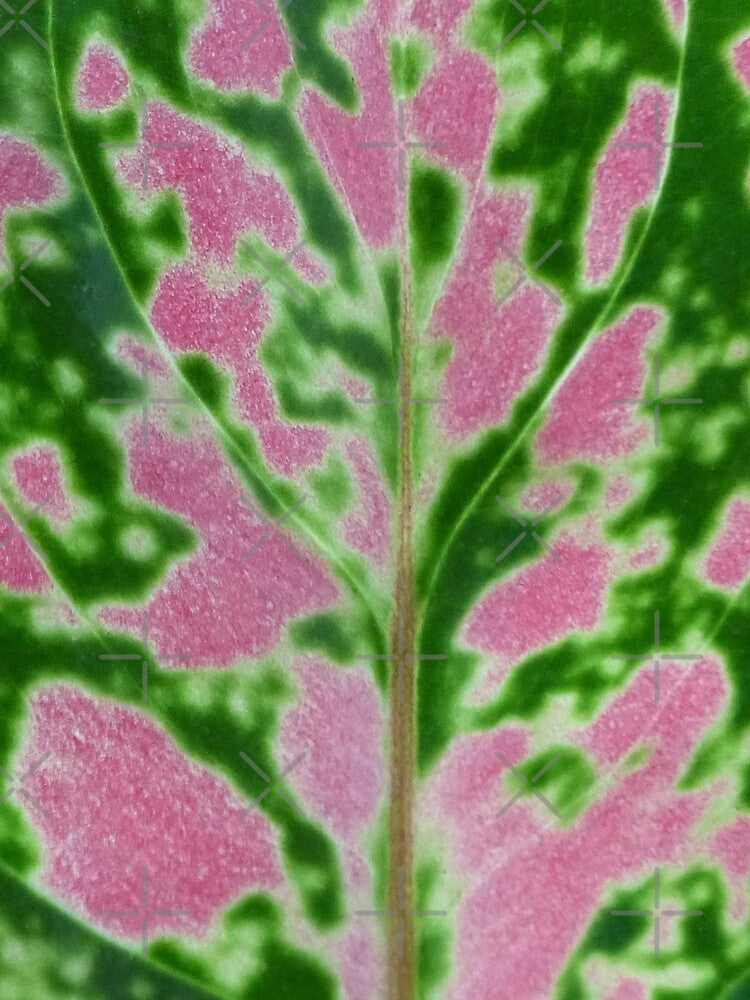 Aglaeonema Pink Lady Leaf Pattern by TropicalFronds