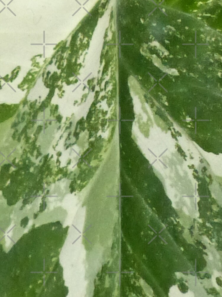 Syngonium Fantasy Leaf Pattern by TropicalFronds