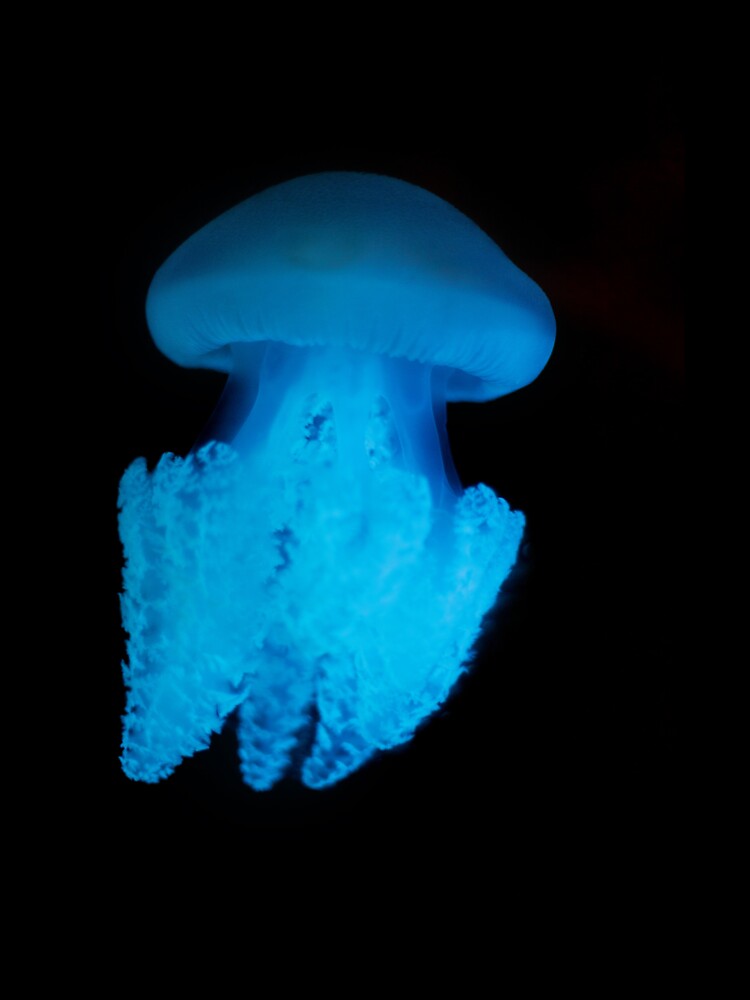 Jelly Blubber jellyfish in blue light by ThomasPenny