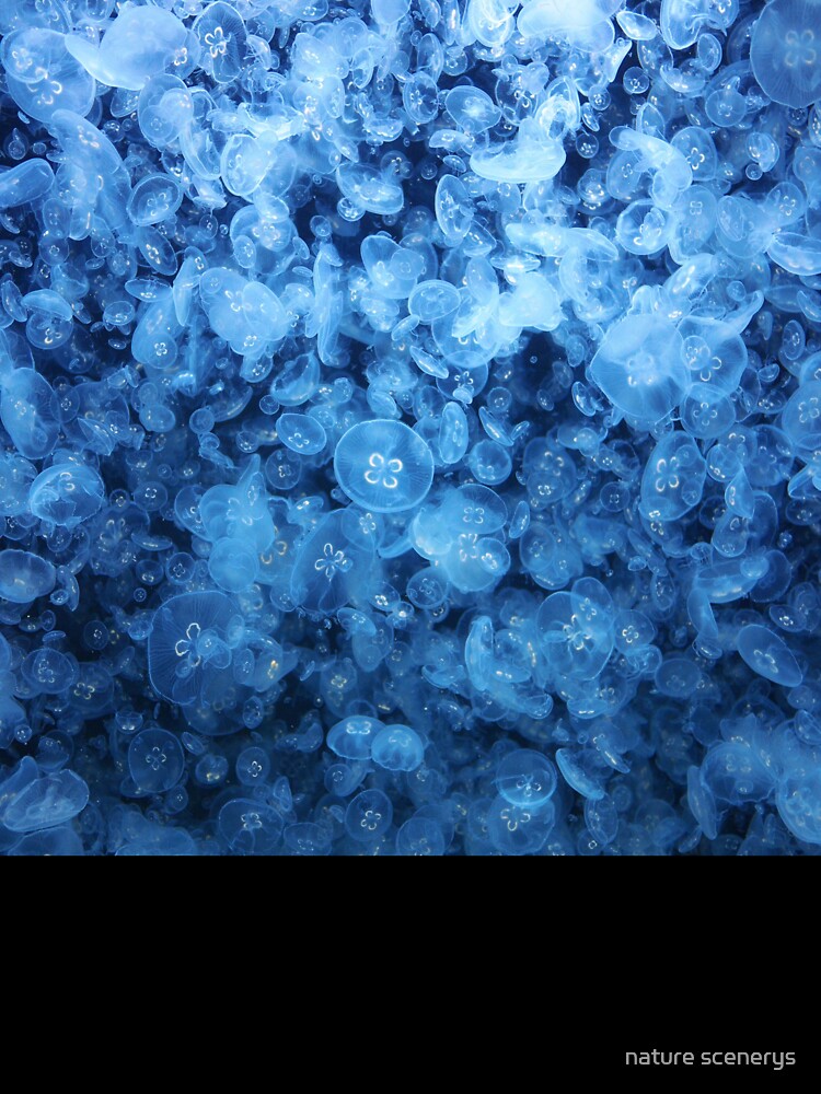 jellyfish pattern by nature scenerys