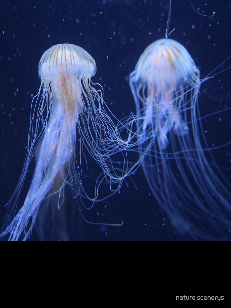 jelly beauty by nature scenerys