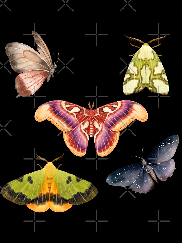 Moth _2 by NexCreation