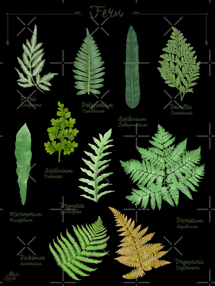 Ferns 2 species collection botanical illustration by Onyria Art