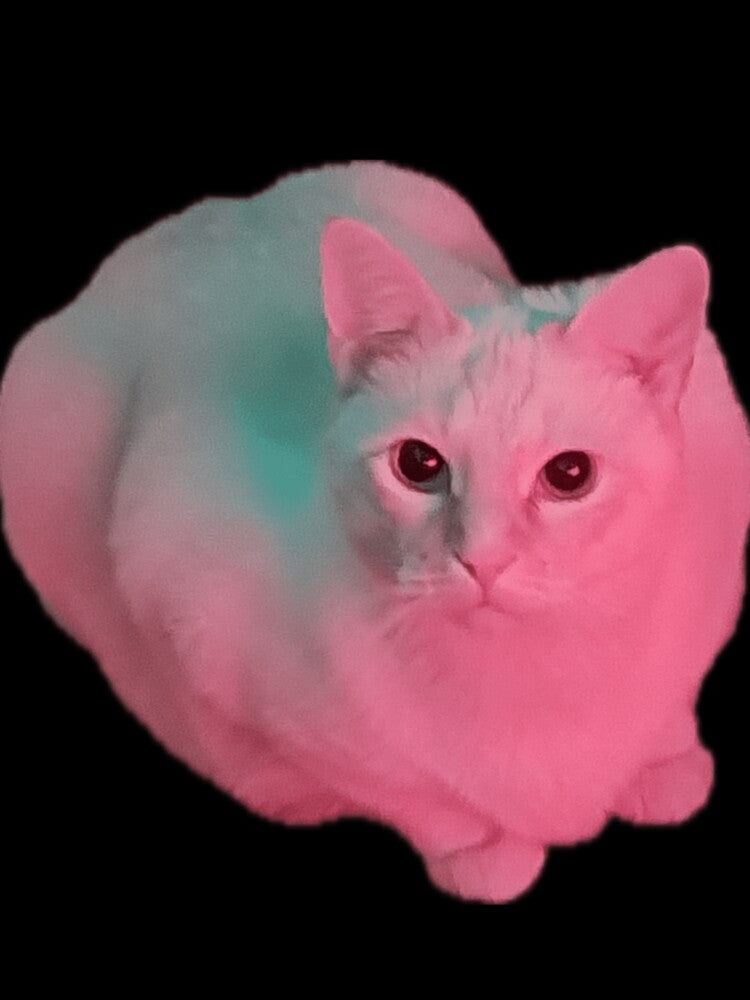 Mayonnaise cat by Kikis Emporium