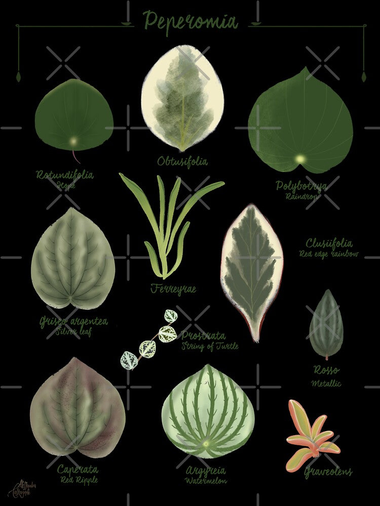 Peperomia plants species collection botanical illustration by Onyria Art