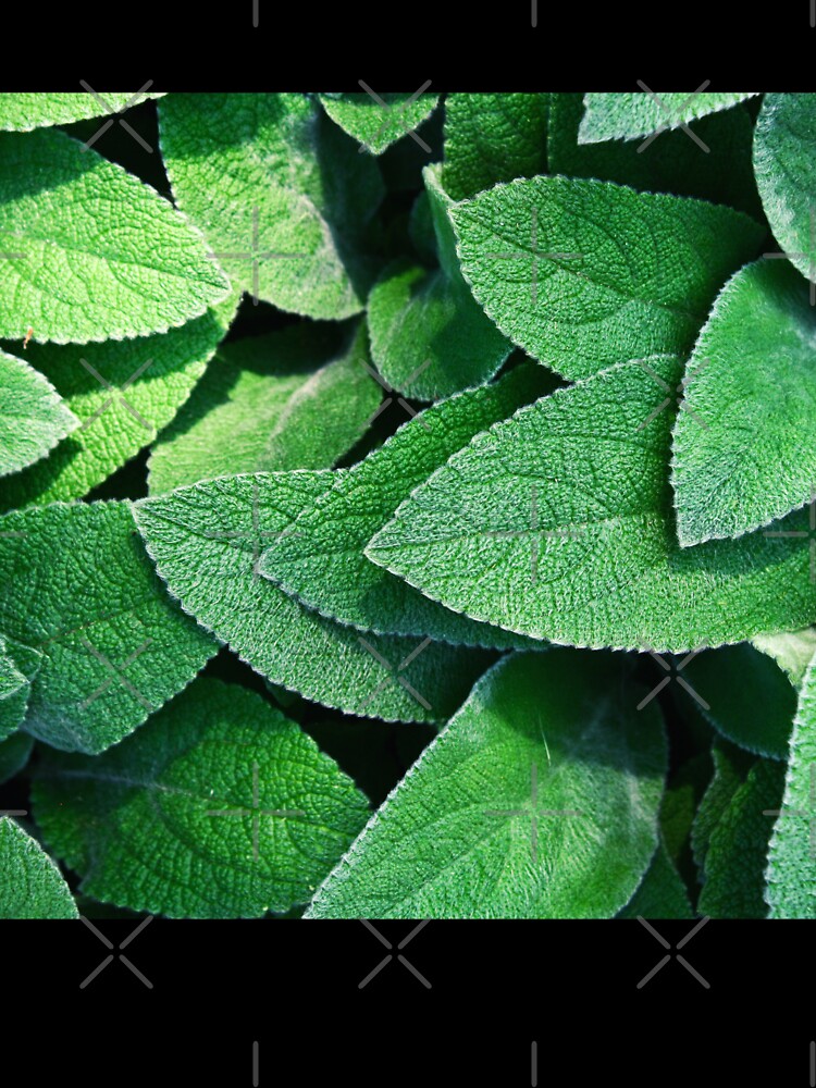 Green Leaves by javajossi