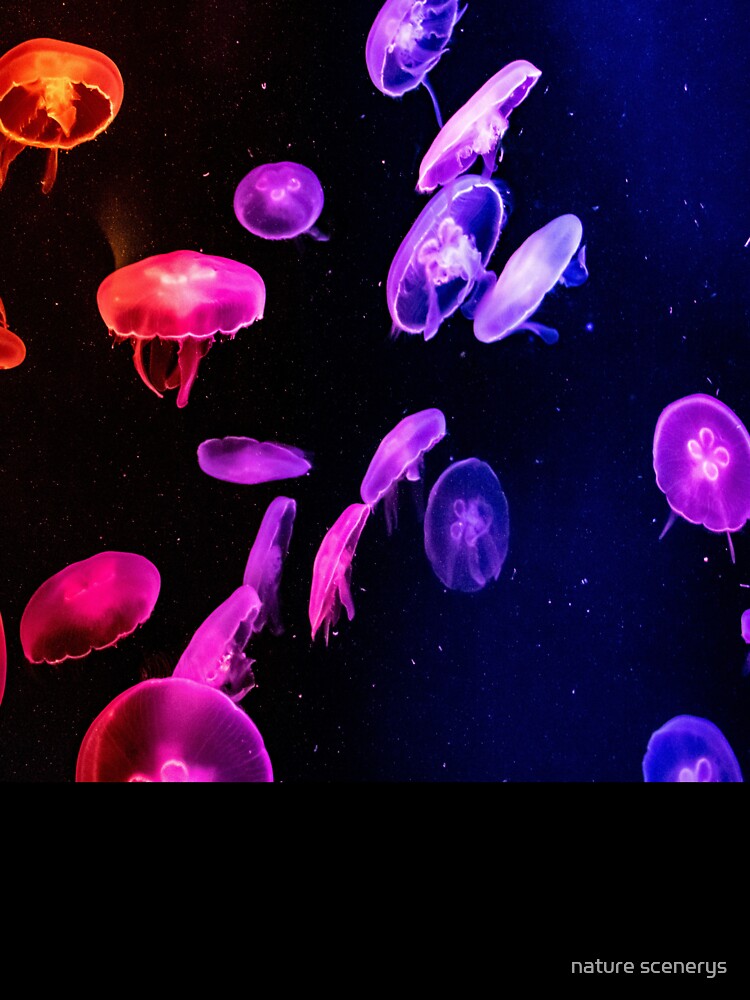 beautiful  jellyfish by nature scenerys