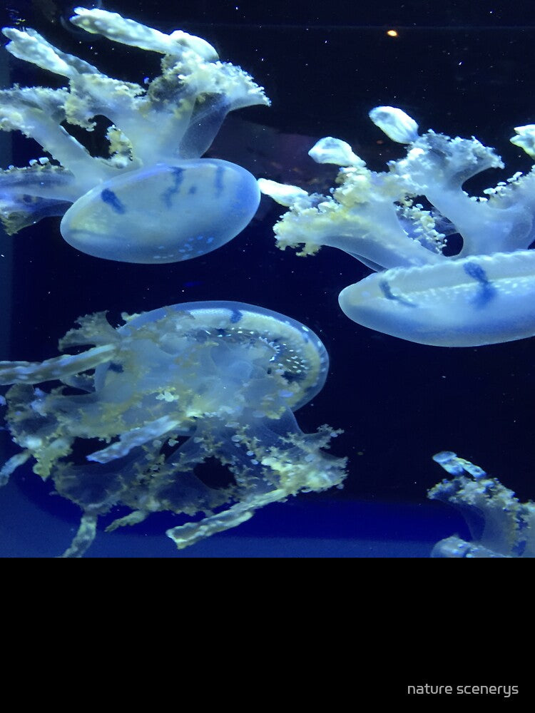 jellyfish patterns by nature scenerys