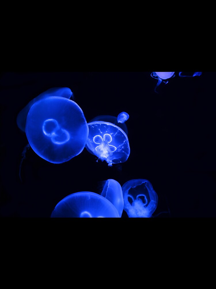 Colorful Jellyfish by VisualVoyages
