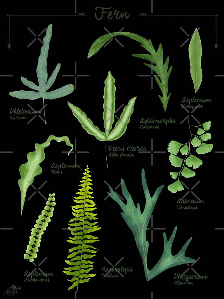 Ferns species collection botanical illustration by Onyria Art