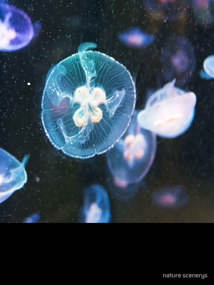 surreal jellyfish by nature scenerys