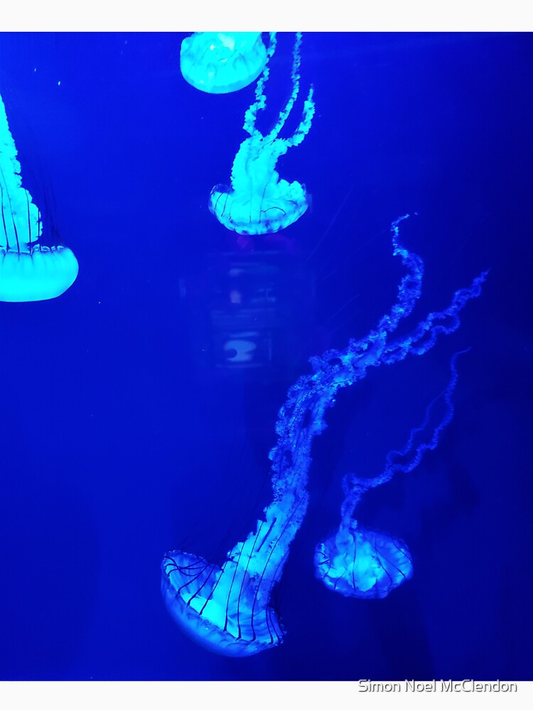 Long Jellyfish by Simon McClendon