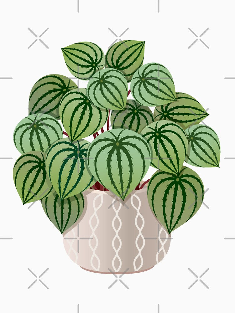 Watermelon Peperomia House Plant Urban Jungle by HearMeRoarDesignsCo