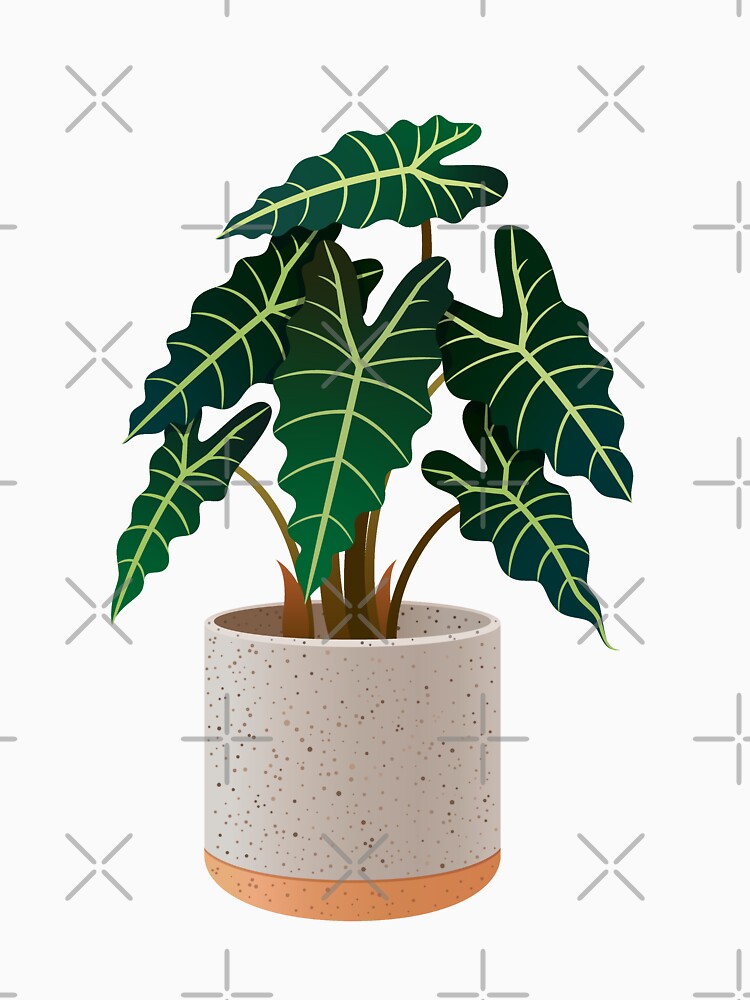 Alocasia Polly Amazonian Elephant Ear House Plant Urban Jungle by HearMeRoarDesignsCo