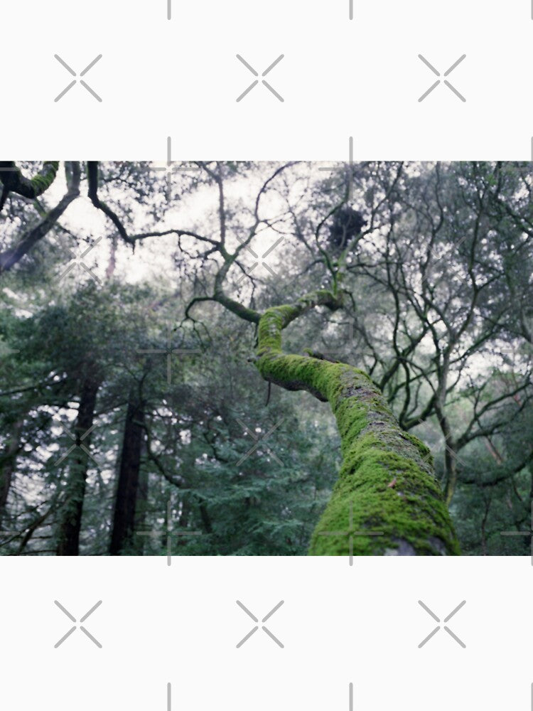 Mossy Branch by Louie Papio