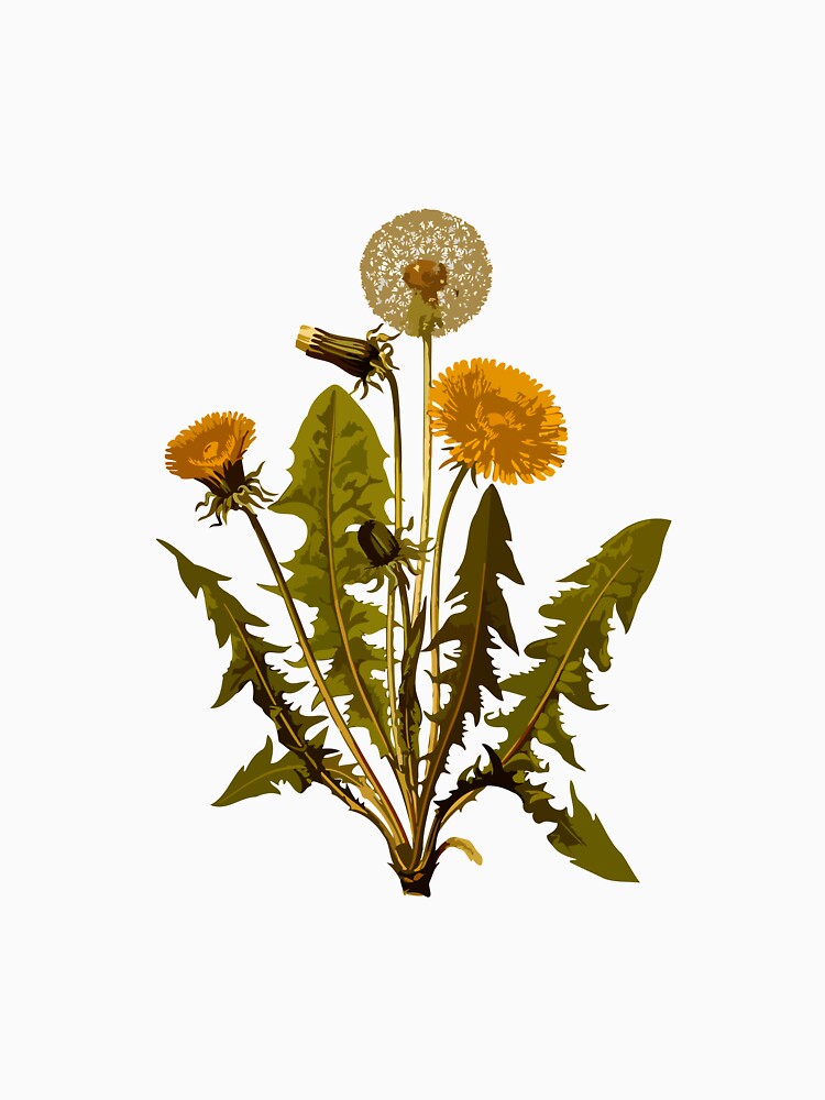 Common Dandelion by AstrallyAligned