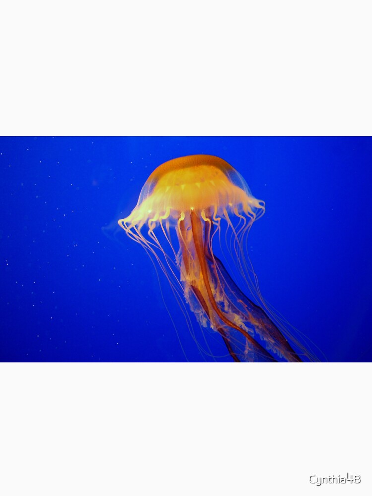Jellyfish by Cynthia48