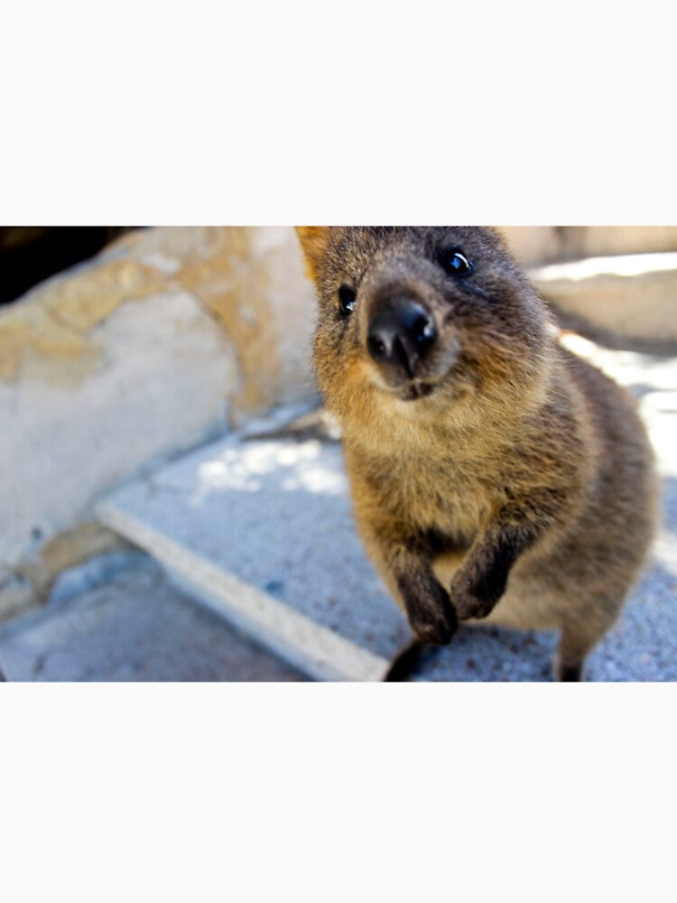 Hello Quokka by lzphotography