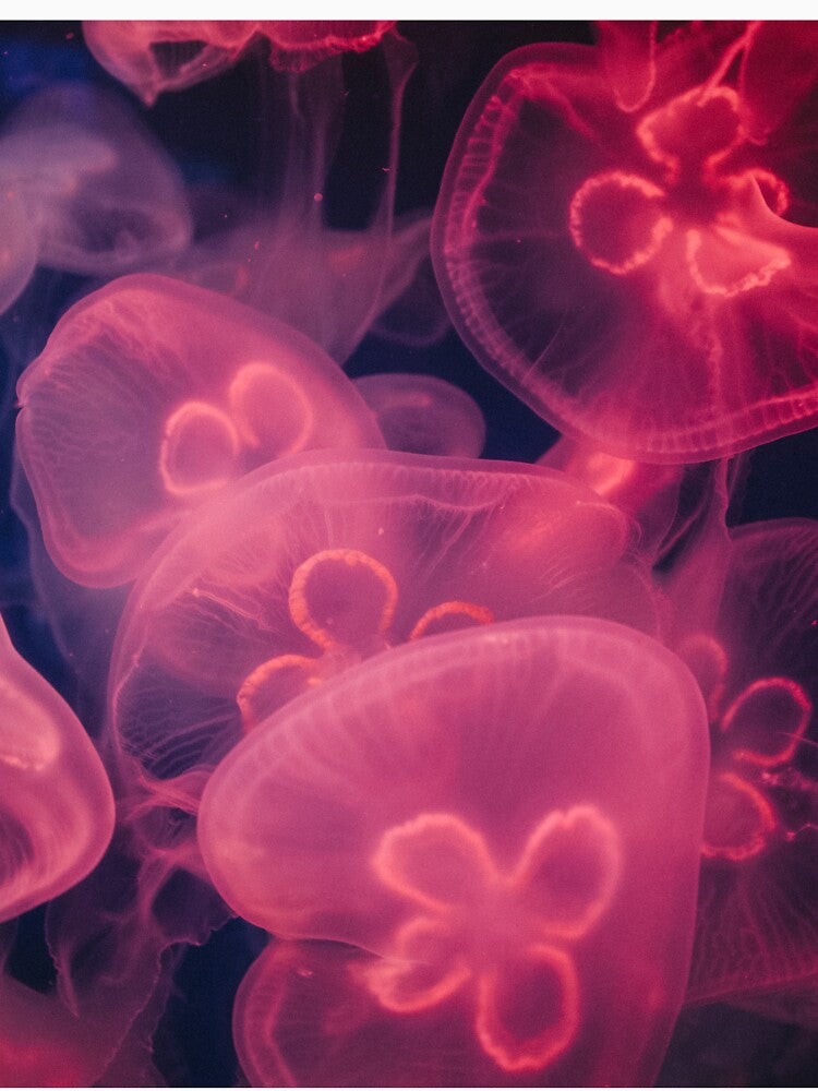 Jellyfish by Zak Milofsky