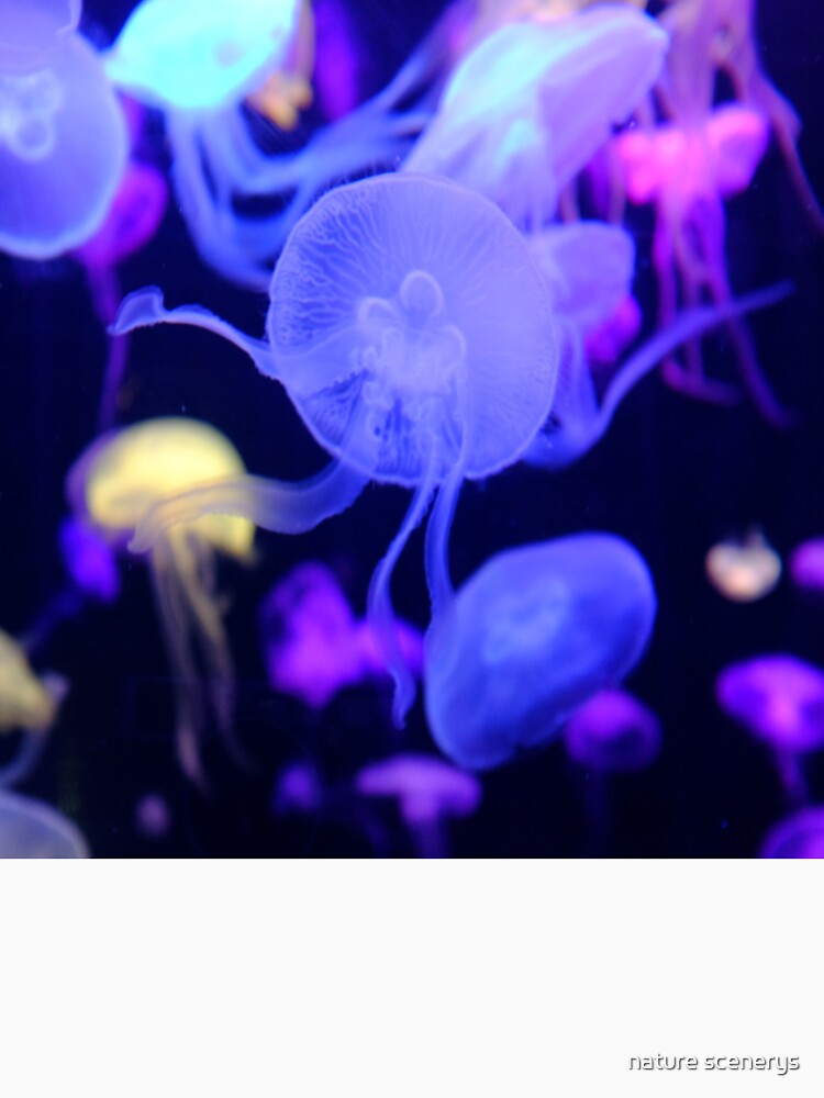 colorful jellyfish by nature scenerys