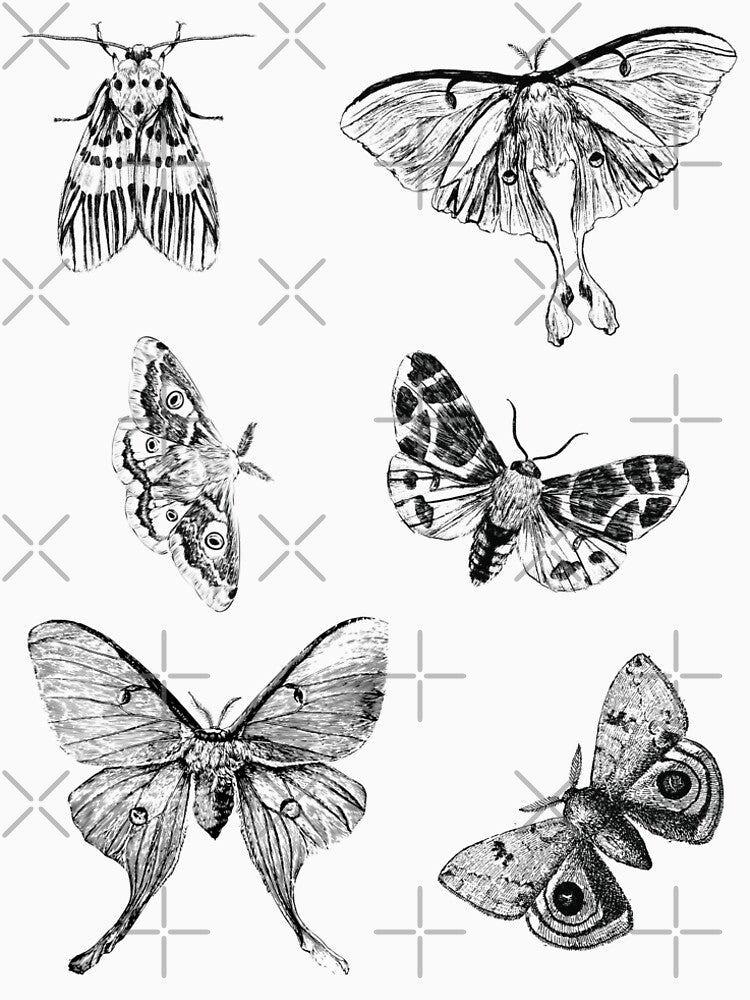 Moth Pencil Drawings | Collection by Adams-Lilith