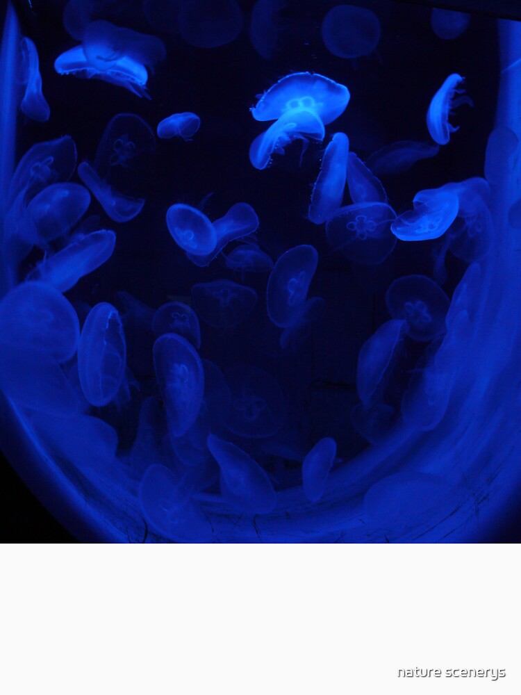 blue glowing jellyfish by nature scenerys