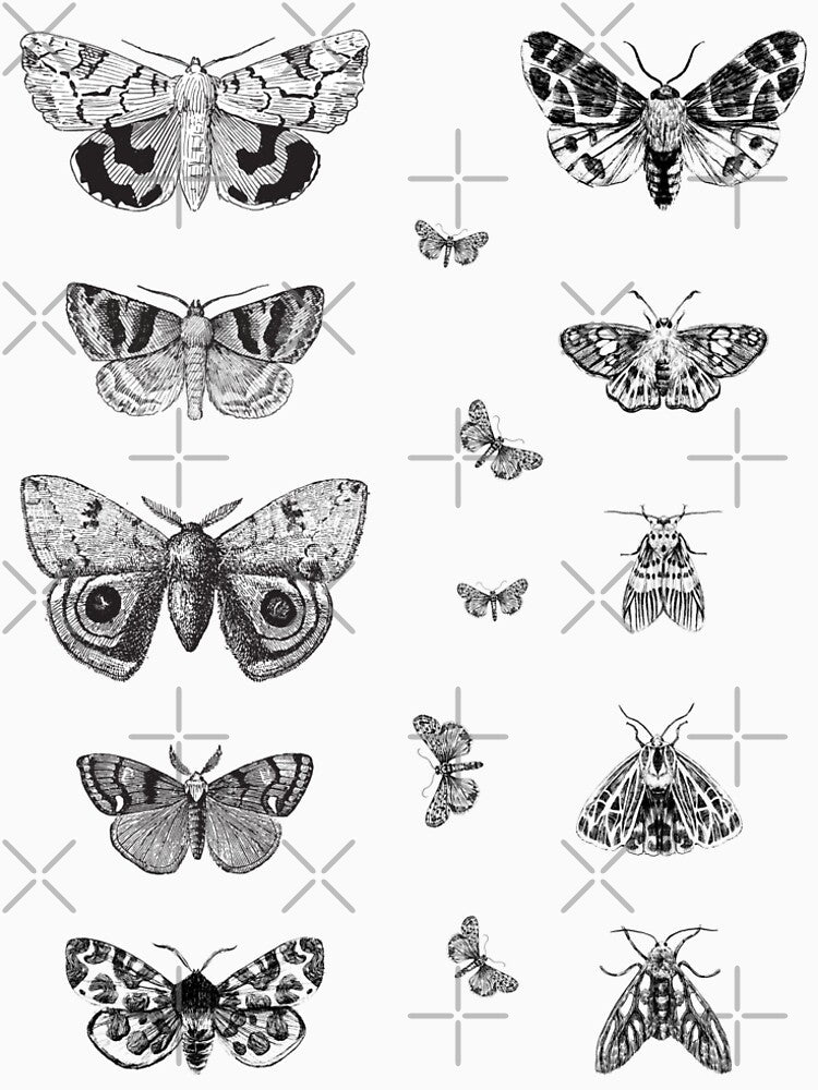 Moth 2 Pencil Drawings | Collection by Adams-Lilith