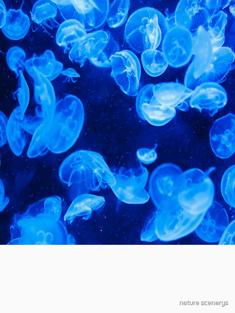glowing jellyfish by nature scenerys