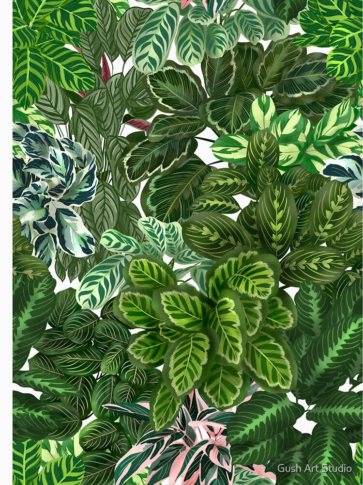 Urban Jungle House, Calathea Varieties, Plants Illustration 6 by Ana Moguš