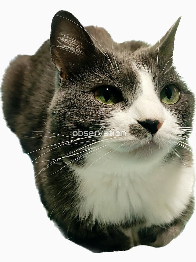 Gray and white cat loaf by observation