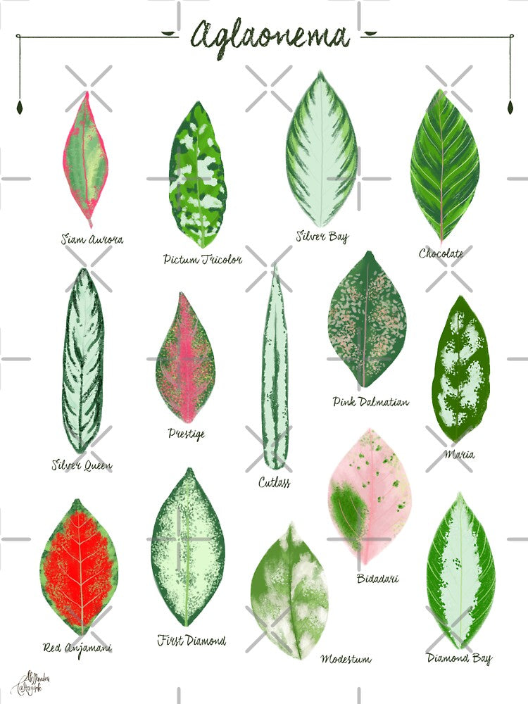 Aglaonema chinese evergreen leaves species by Onyria Art