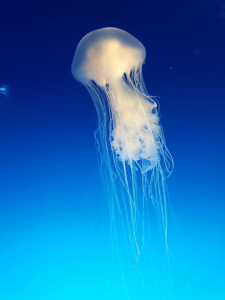 Mystic Jellyfish Drift by coconova