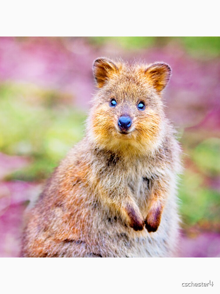 Smiling Quokka by cschester4