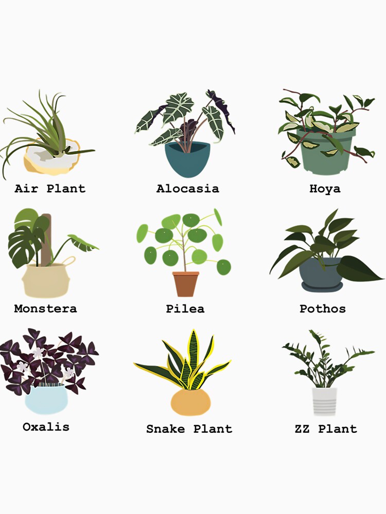 Houseplants Collection Minimal Illustration by crcdhmdefr20
