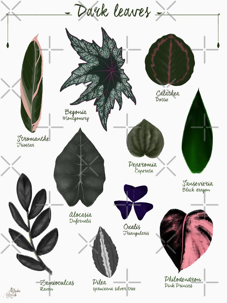 Dark leaves plants species collection botanical illustration by Onyria Art