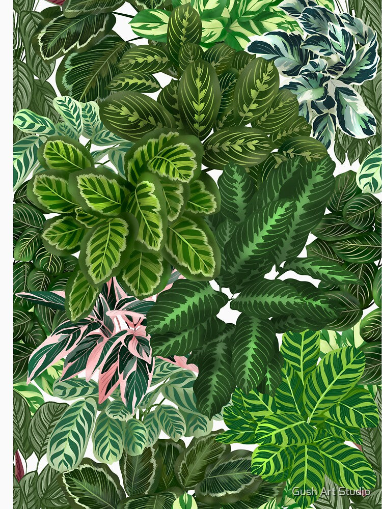 Urban Jungle House, Calathea Varieties, Plants Illustration 5 by Ana Moguš