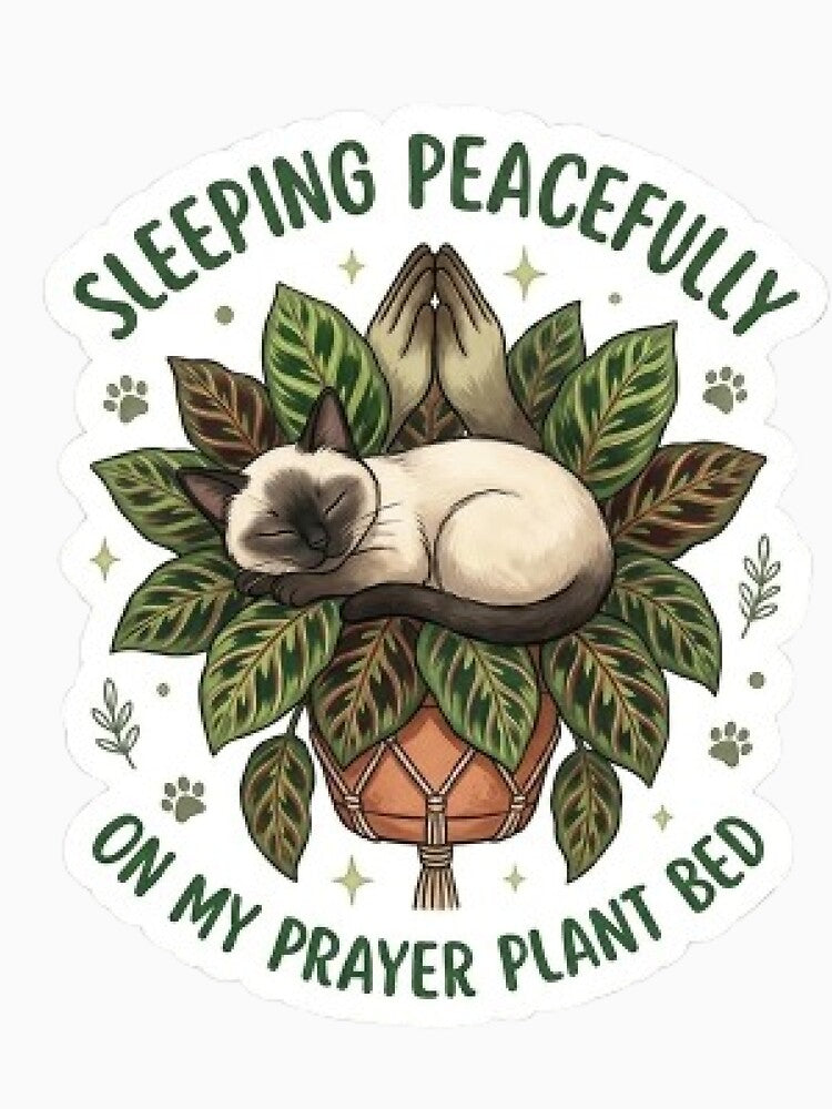 Sleeping Cat on Prayer Plant Bed - Cute Calathea Botanical Sticker by Barkashow