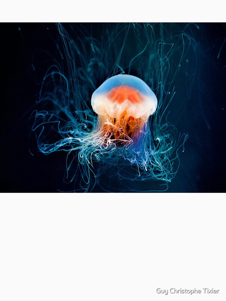 Jellyfish by Guy Christophe Tixier