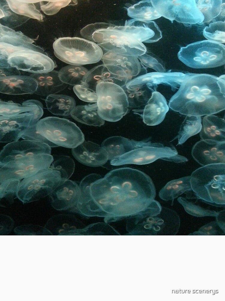 transparent jellyfish by nature scenerys