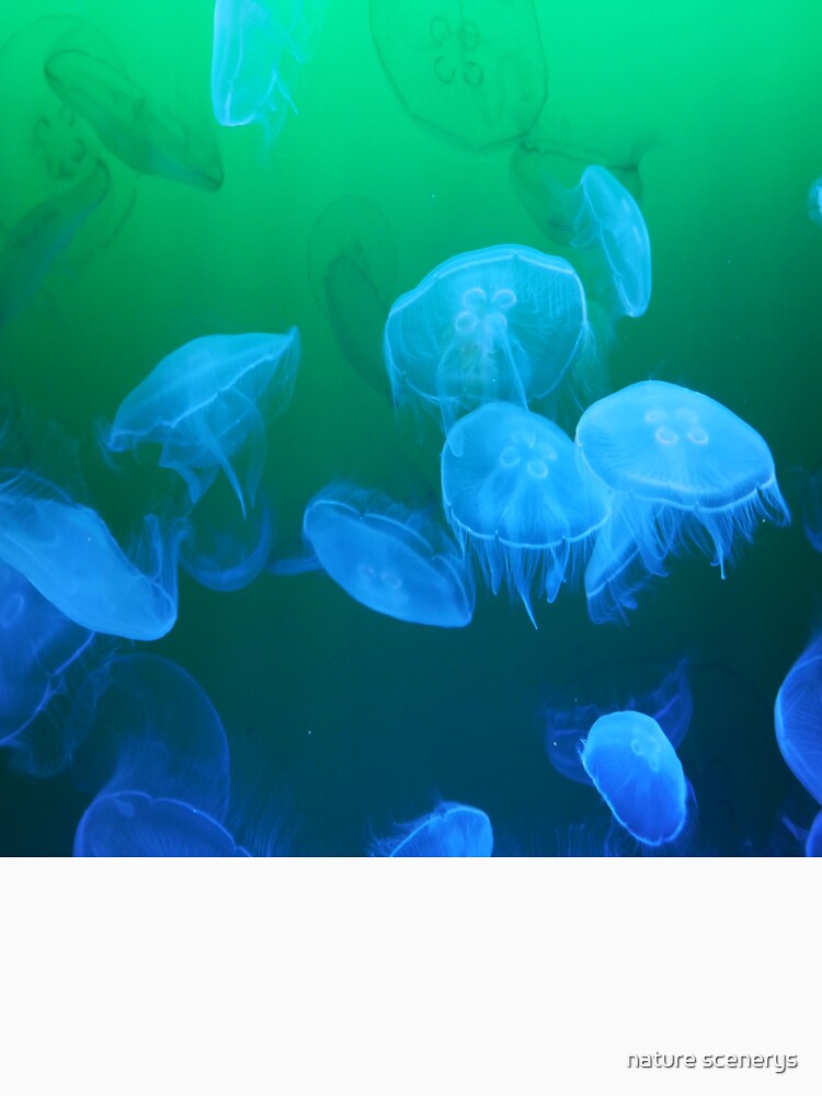 jellyfish by nature scenerys